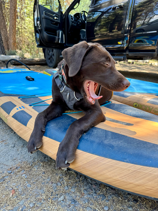 Jax-board-yawn